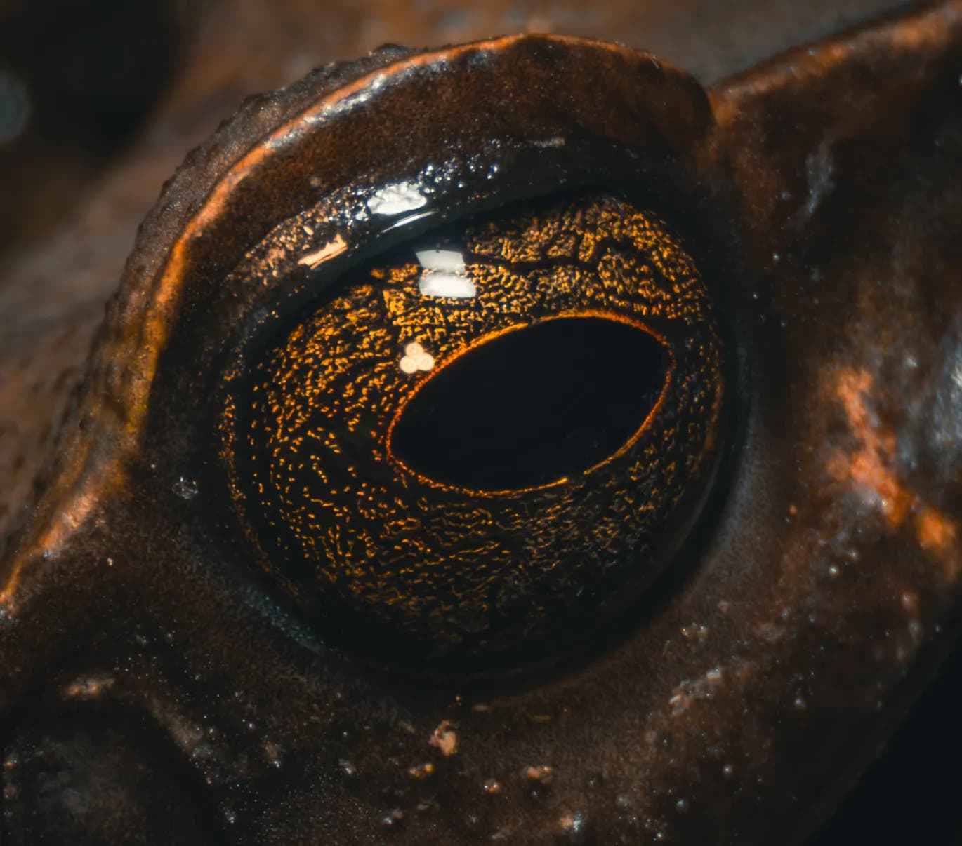 Macro detail of a frog's gold-flecked eye