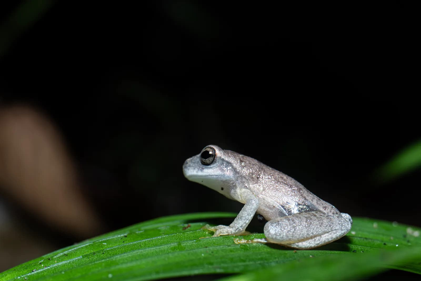 A pale tree frog resting on a green leaf at night