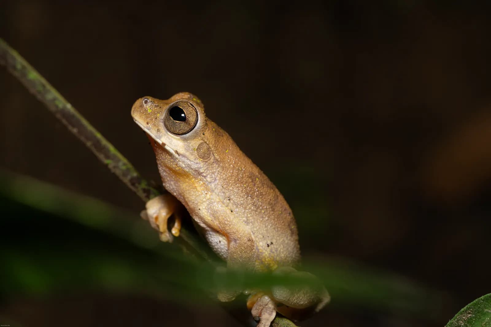 A tree frog clinging to a branch at night