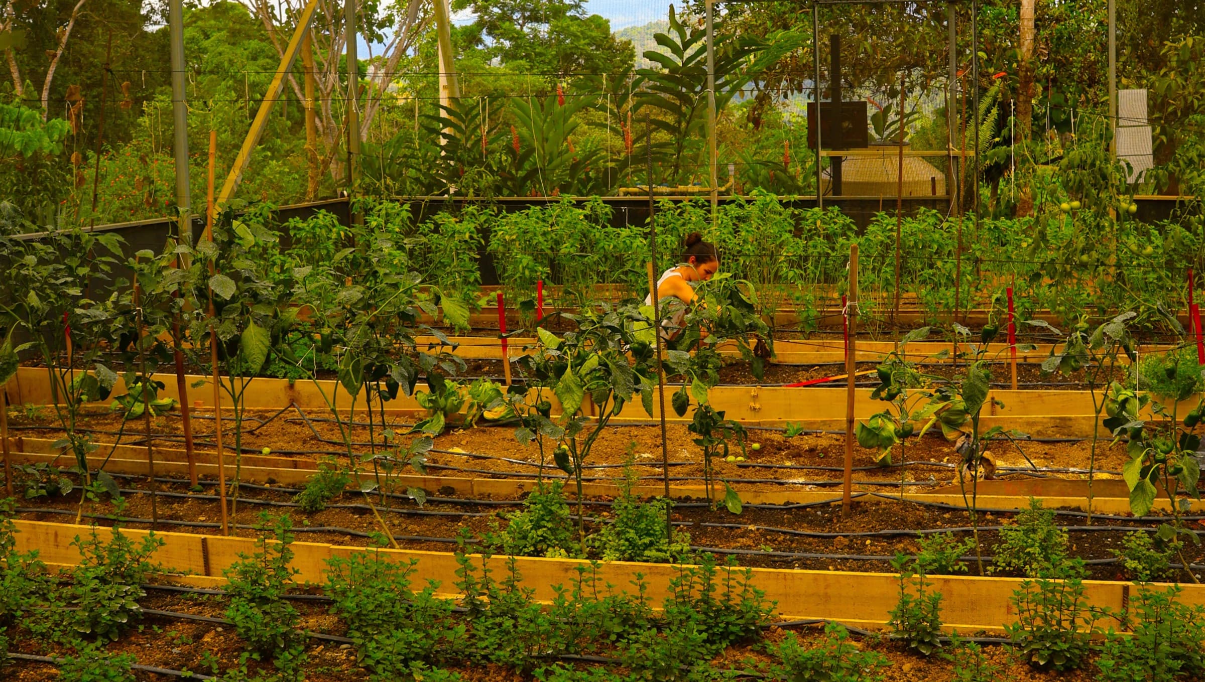 Service Guest housing on the land at Holos